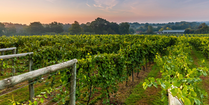 Vineyards of Sussex